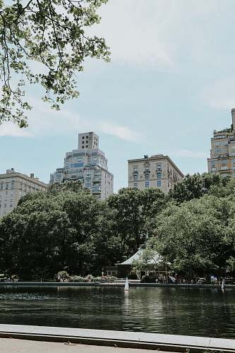 new york high-rise buildings surrounded with tall and green trees building